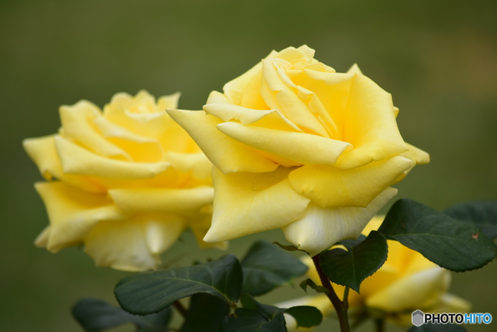 Roses 3