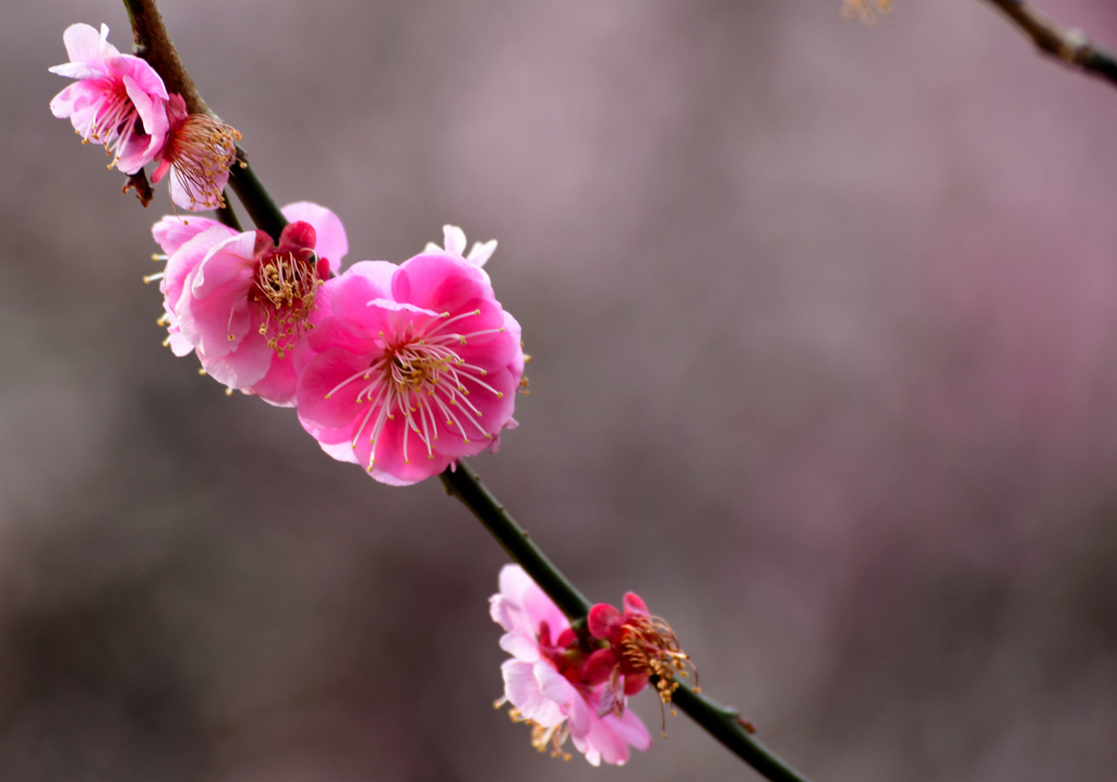 にほひをこせよ梅の花