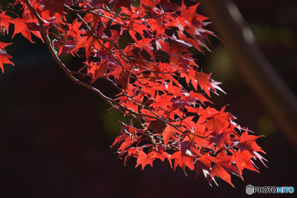 紅の季