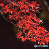 紅の季