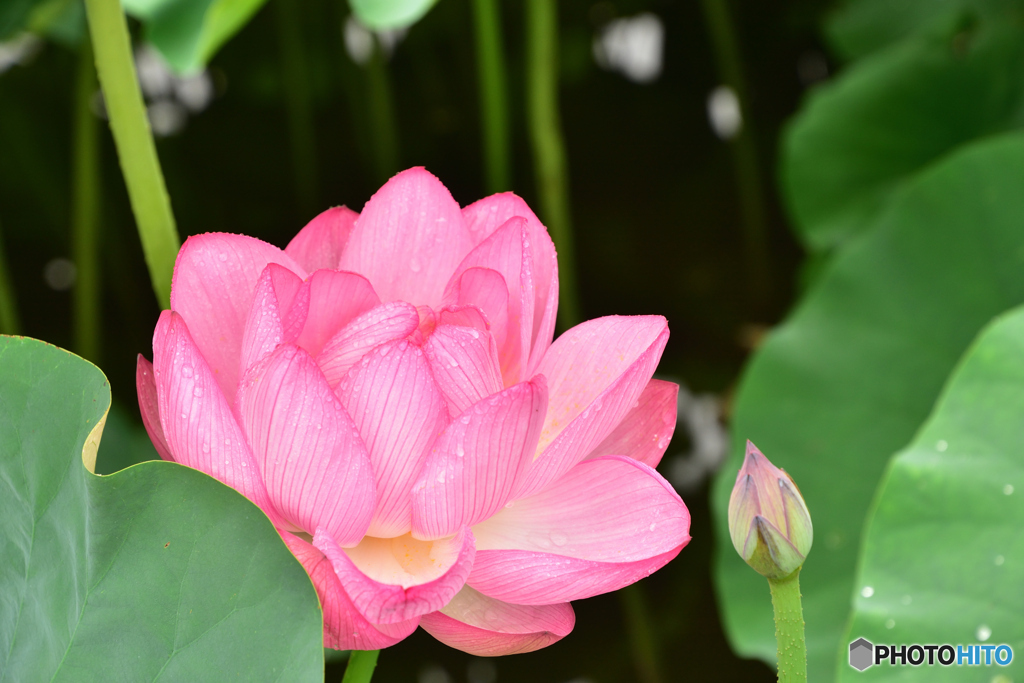 Pink Flower