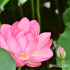 Pink Flower