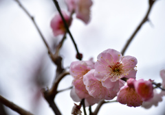 にほひをこせよ梅の花