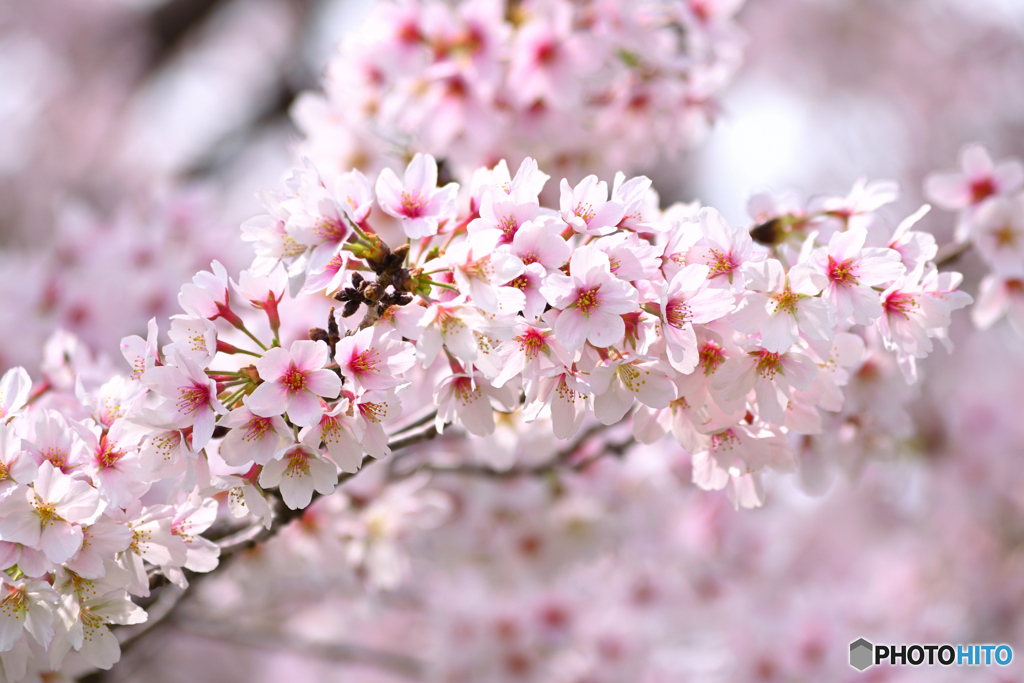 桜さくら桜