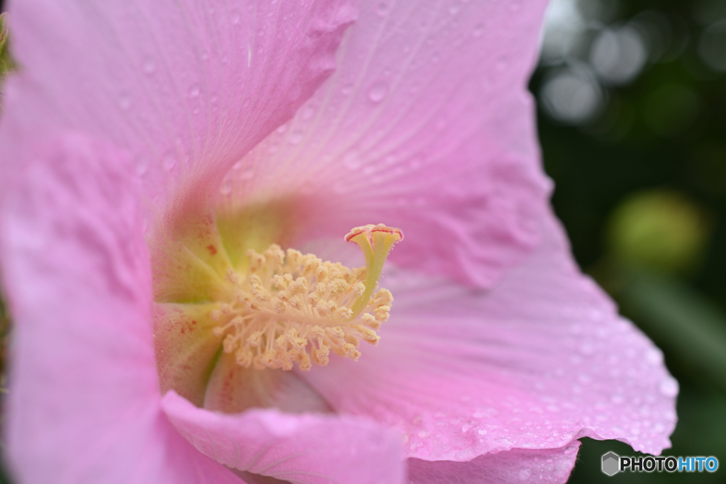 雨のやみまに秋芙蓉