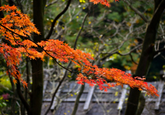 紅里