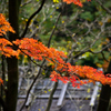 紅里