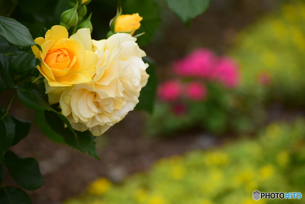 Roses 9