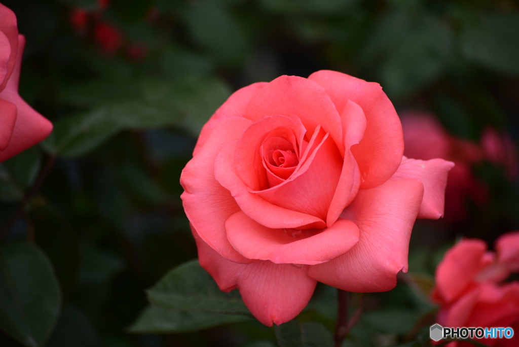 Roses 2