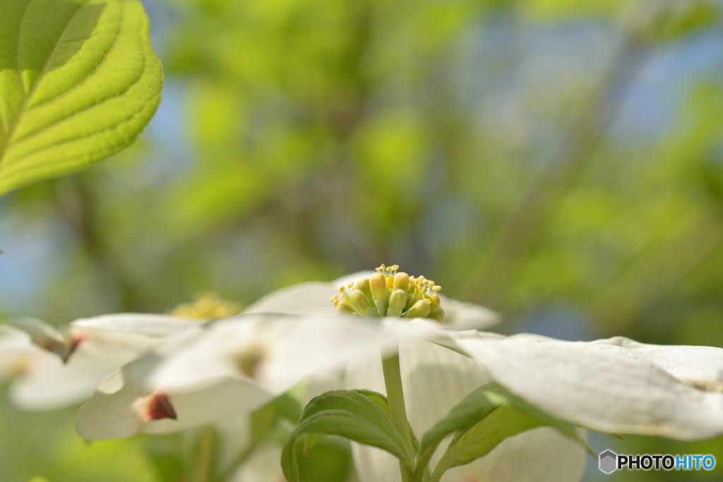Dogwood Flower