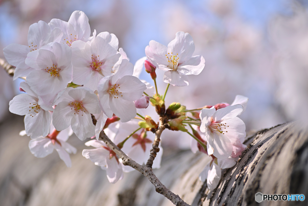 花は桜木