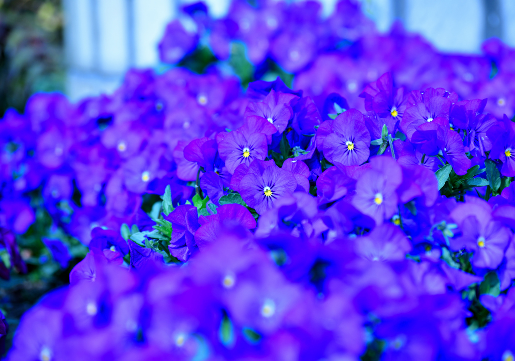 青の花壇②