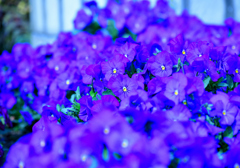 青の花壇②