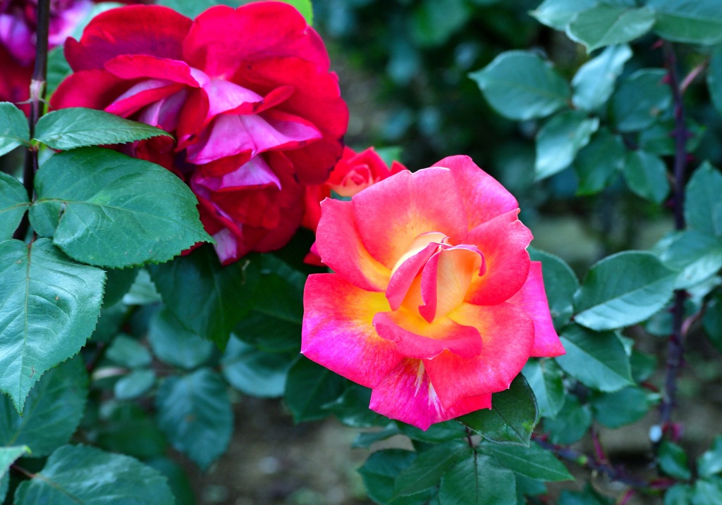 薔薇