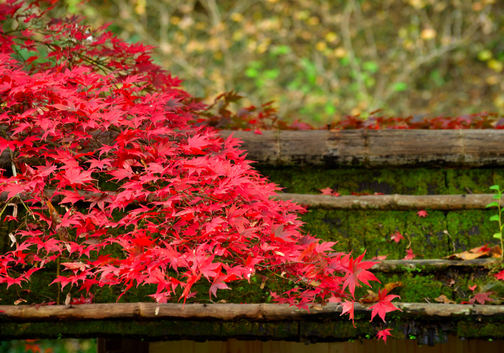 紅葉VS苔