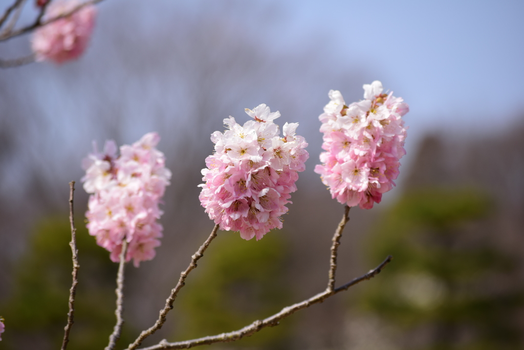 春散歩⑧