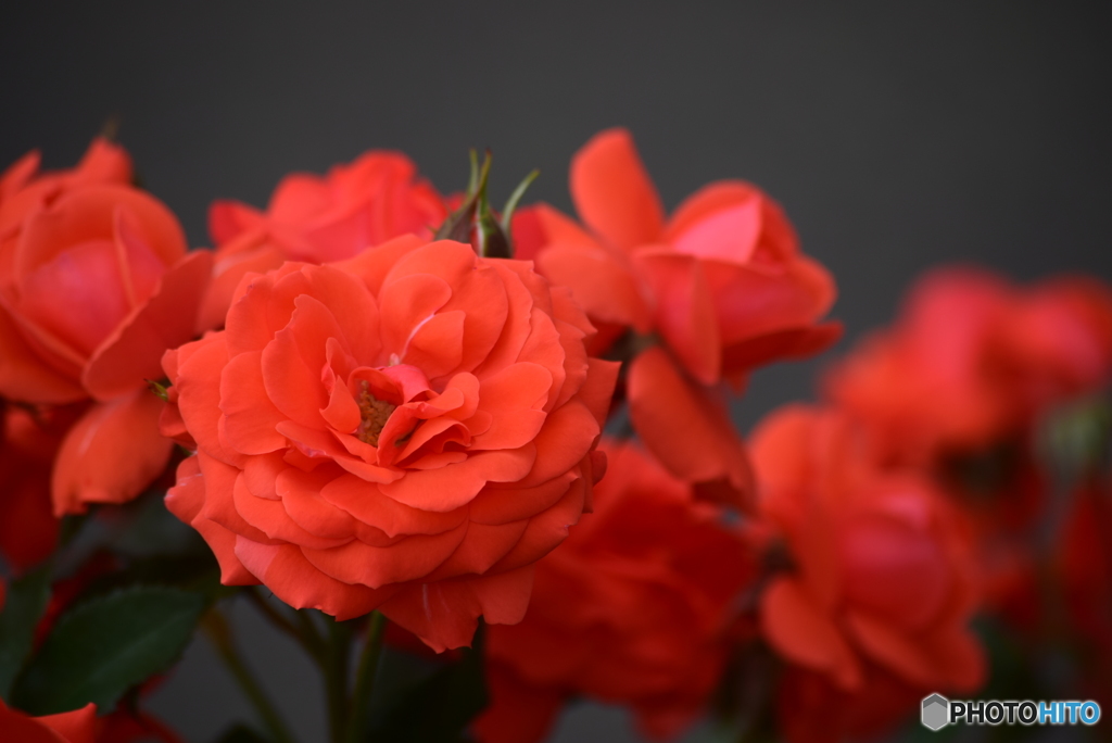 Roses 1