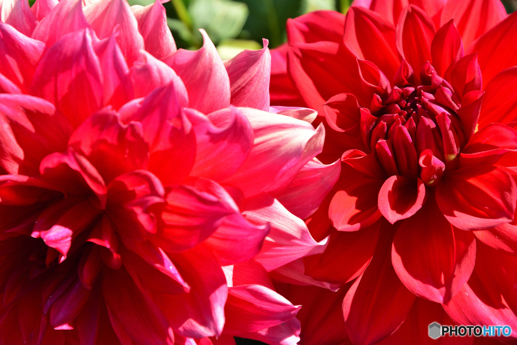 October Red Flower