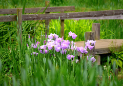 花菖蒲（い）