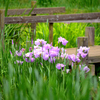 花菖蒲（い）