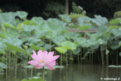 文月 蓮池 雨しずく