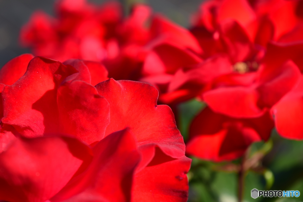 Roses 15