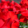 Roses 15