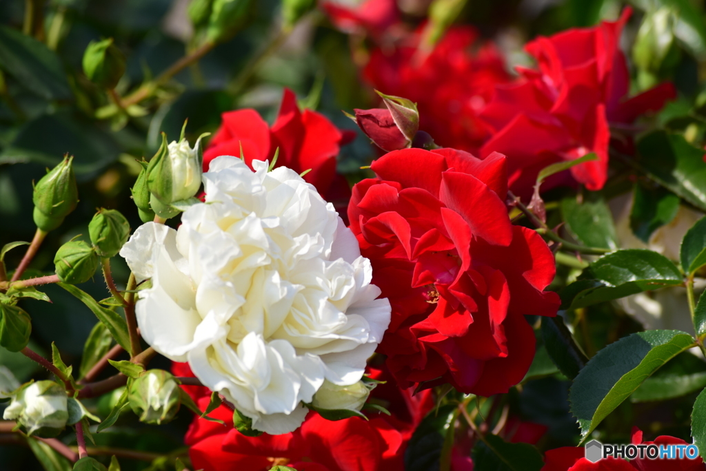 Roses 8