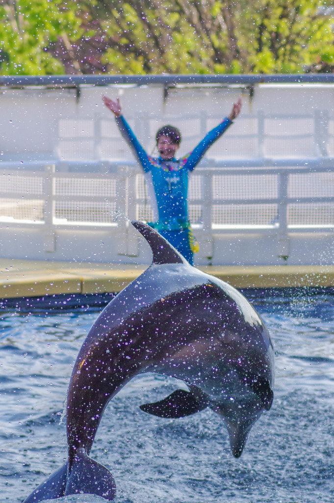 イルカァ