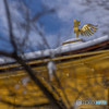 金閣寺 てっぺん 雪化粧
