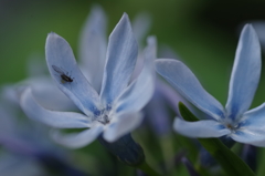 花びらをしとねに