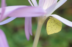 アリさんお早う
