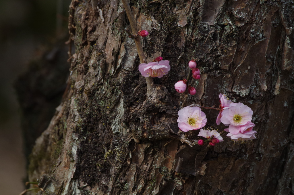 古木に抱かれて