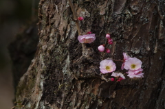 古木に抱かれて