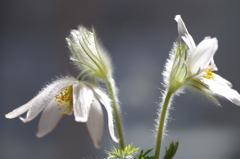 夢のなかの白い花