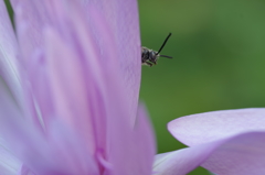 どっちへ飛ぼうかな