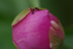蜜を求めて
