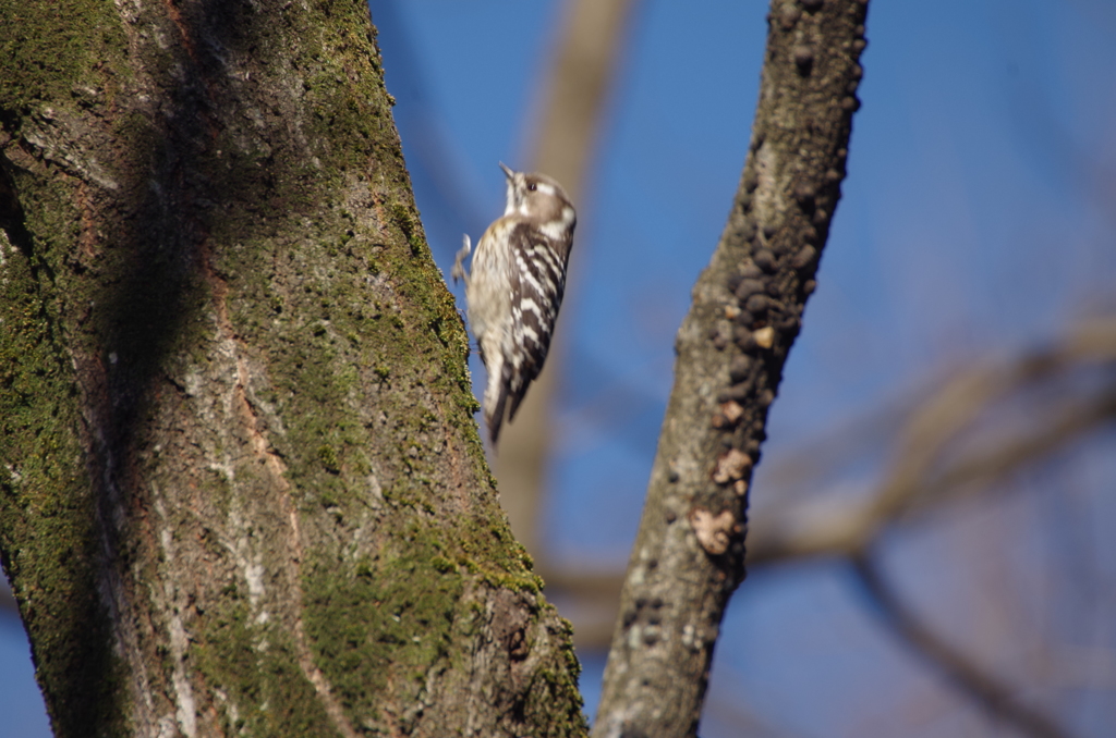 あっ、コゲラだ！