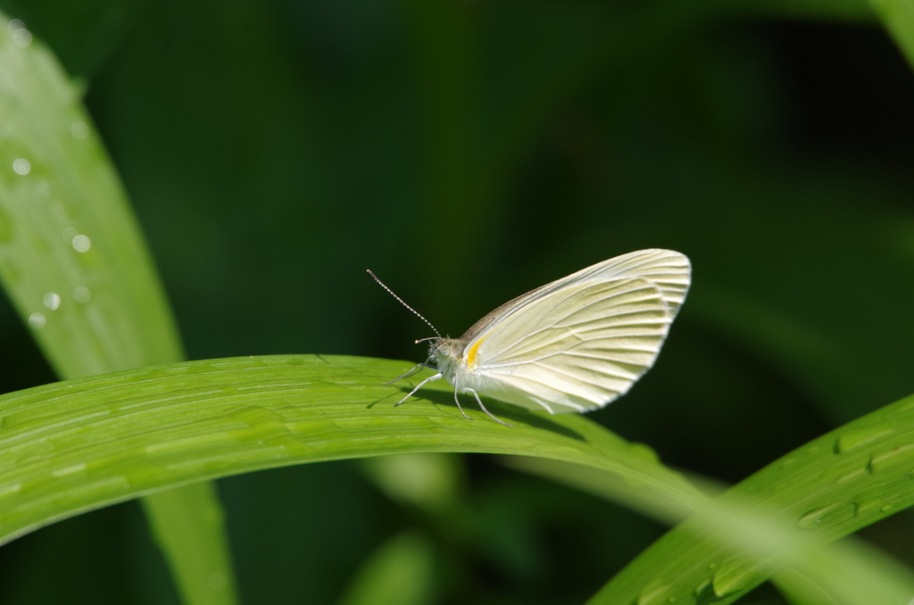 雨後の晴れ間に