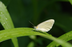 雨後の晴れ間に