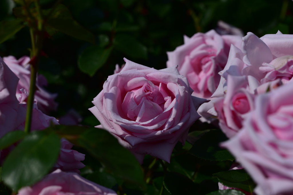 PINK ROSE