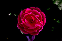 RED ROSE