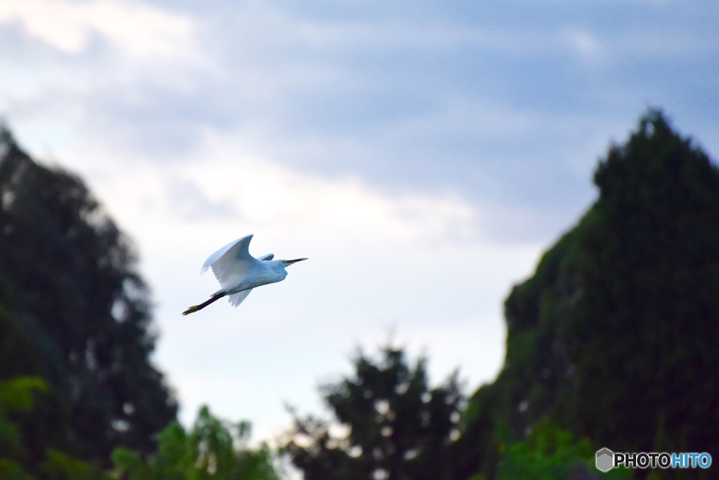 初。野鳥撮影。