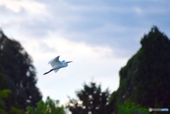 初。野鳥撮影。