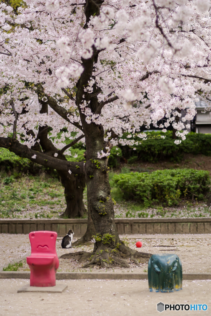 風船と猫