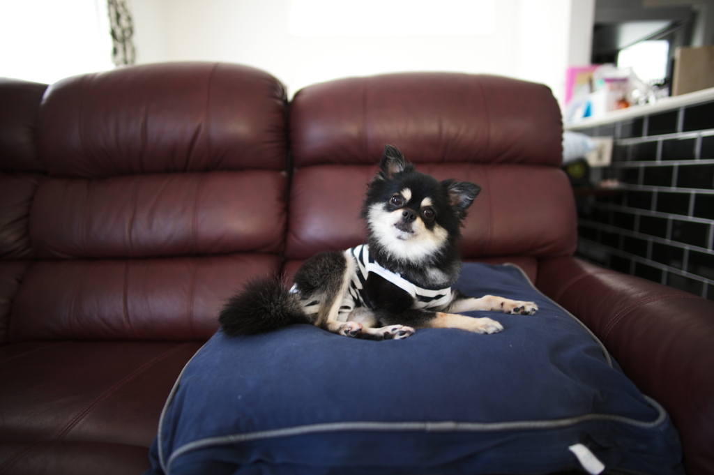 愛犬