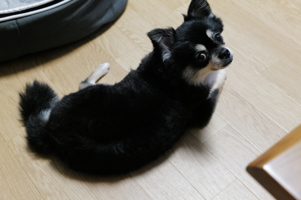 愛犬