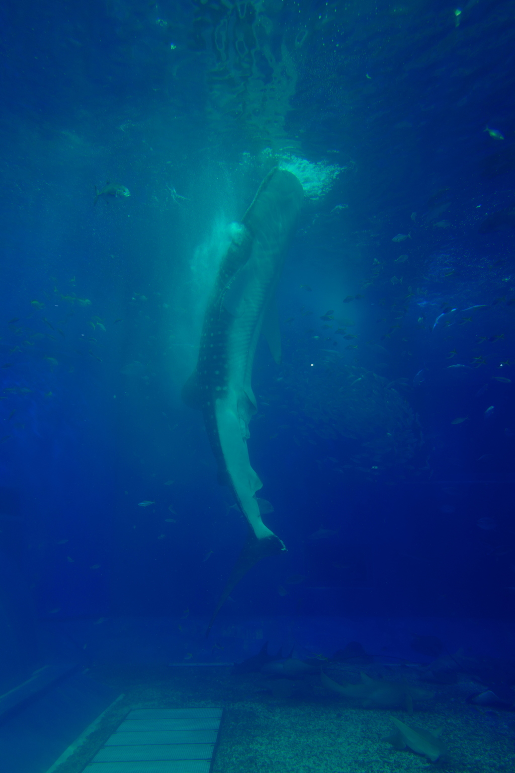 美ら海水族館