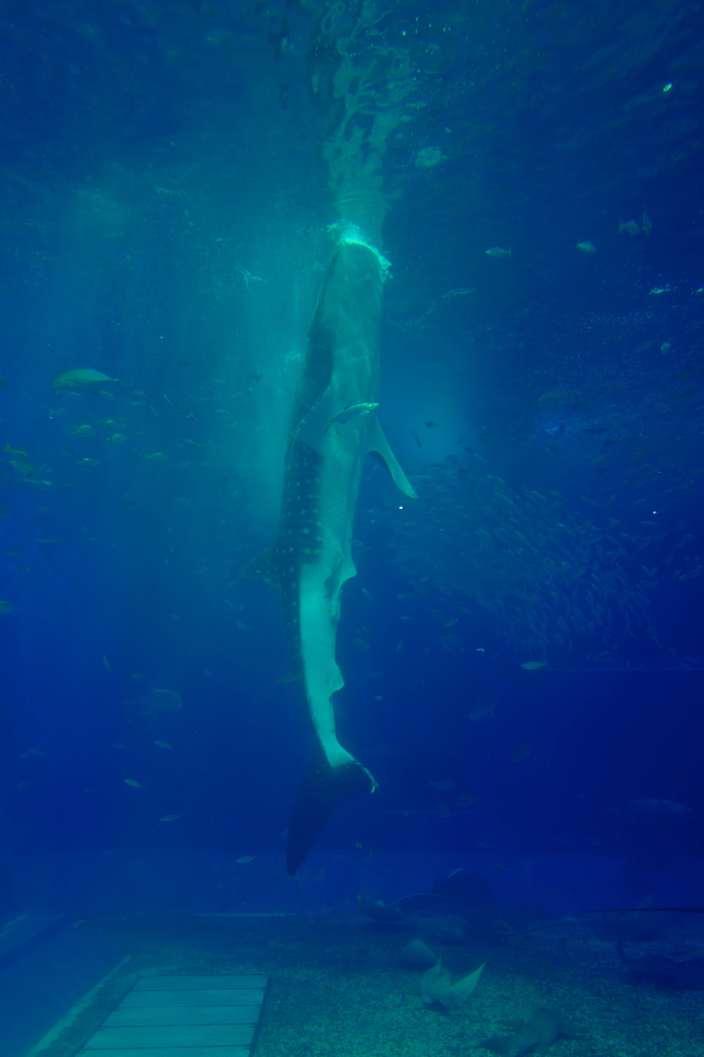 美ら海水族館