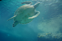 美ら海水族館